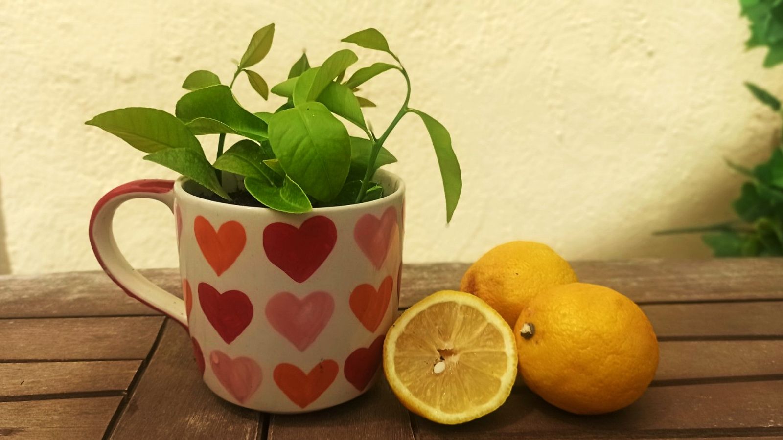 Aprende cómo plantar limón en una taza