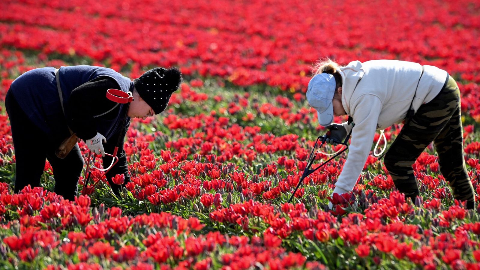 Temporeras cosechan tulipanes en un campo en Grevenbroich, en Alemania.