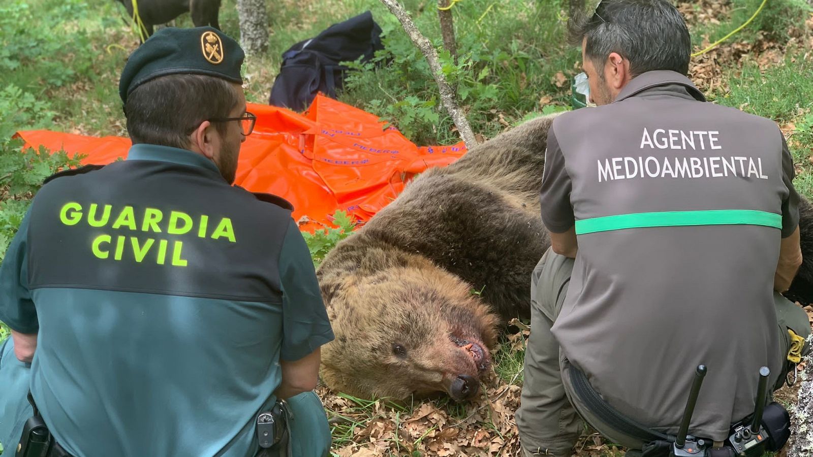 Efectivos de la Junta de Castilla y León localizan el cadáver del oso macho despeñado.