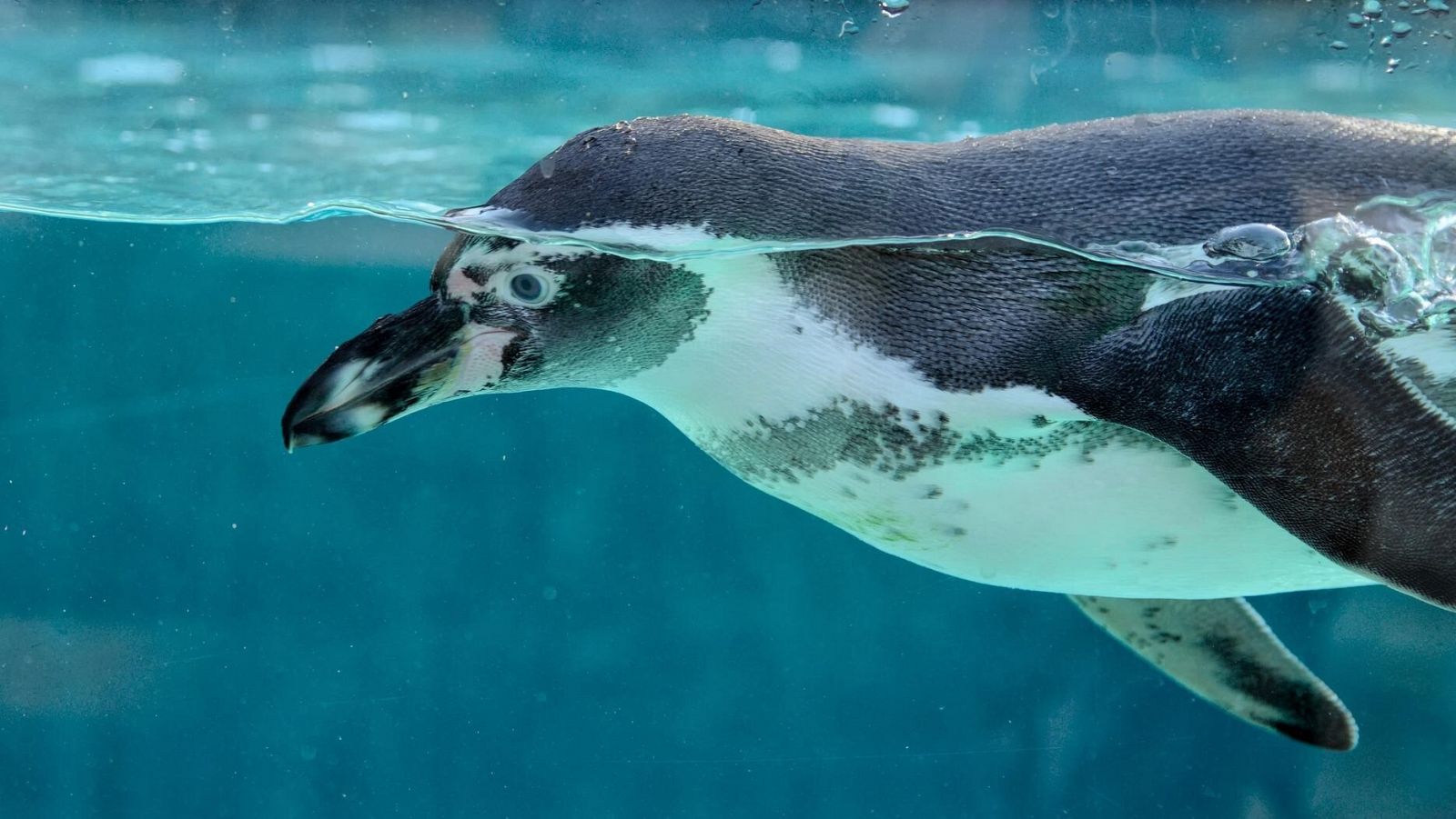 El calentamiento global deja a casi 500 pingüinos kororo muertos en la costa de Nueva Zelanda