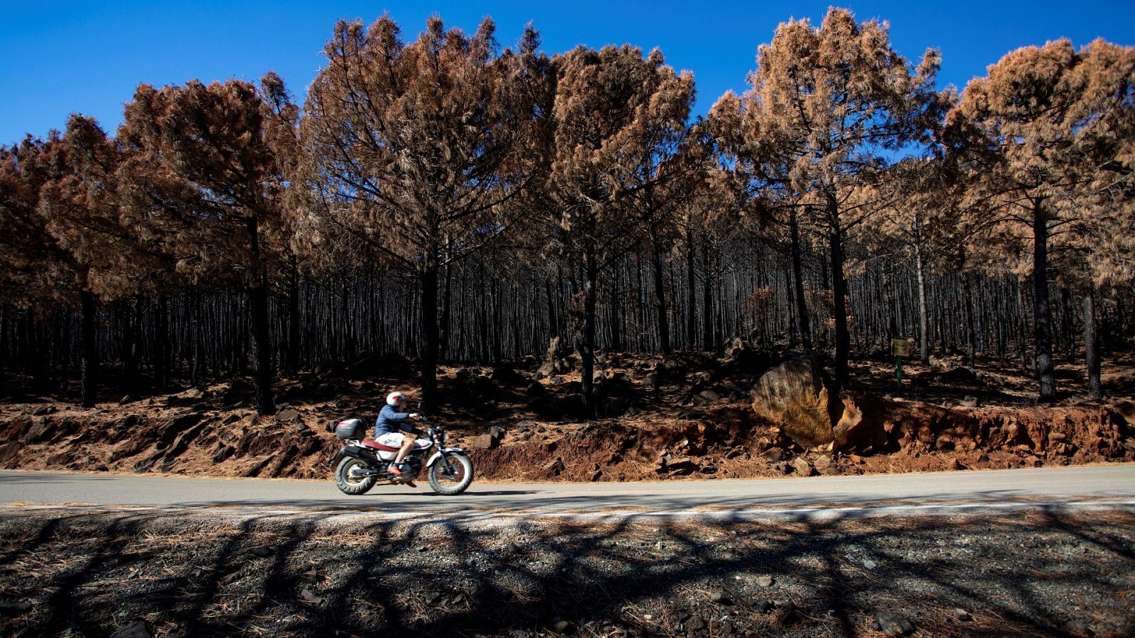 Bosque quemado en el incendio de Sierre Bermeja (Málaga) en 2021, el primero de sexta generación en España