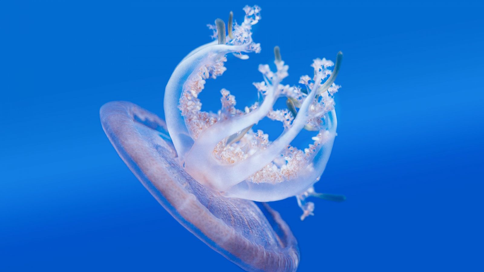 ¿Sabías que una especie de medusa se alimenta por fotosíntesis?