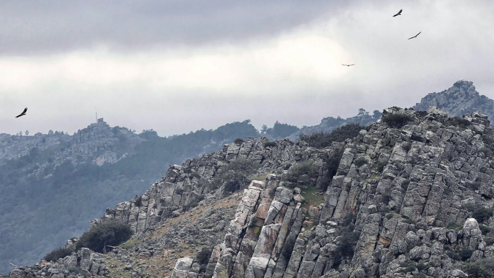 Buitres en el Parque Nacional de Monfragüe.