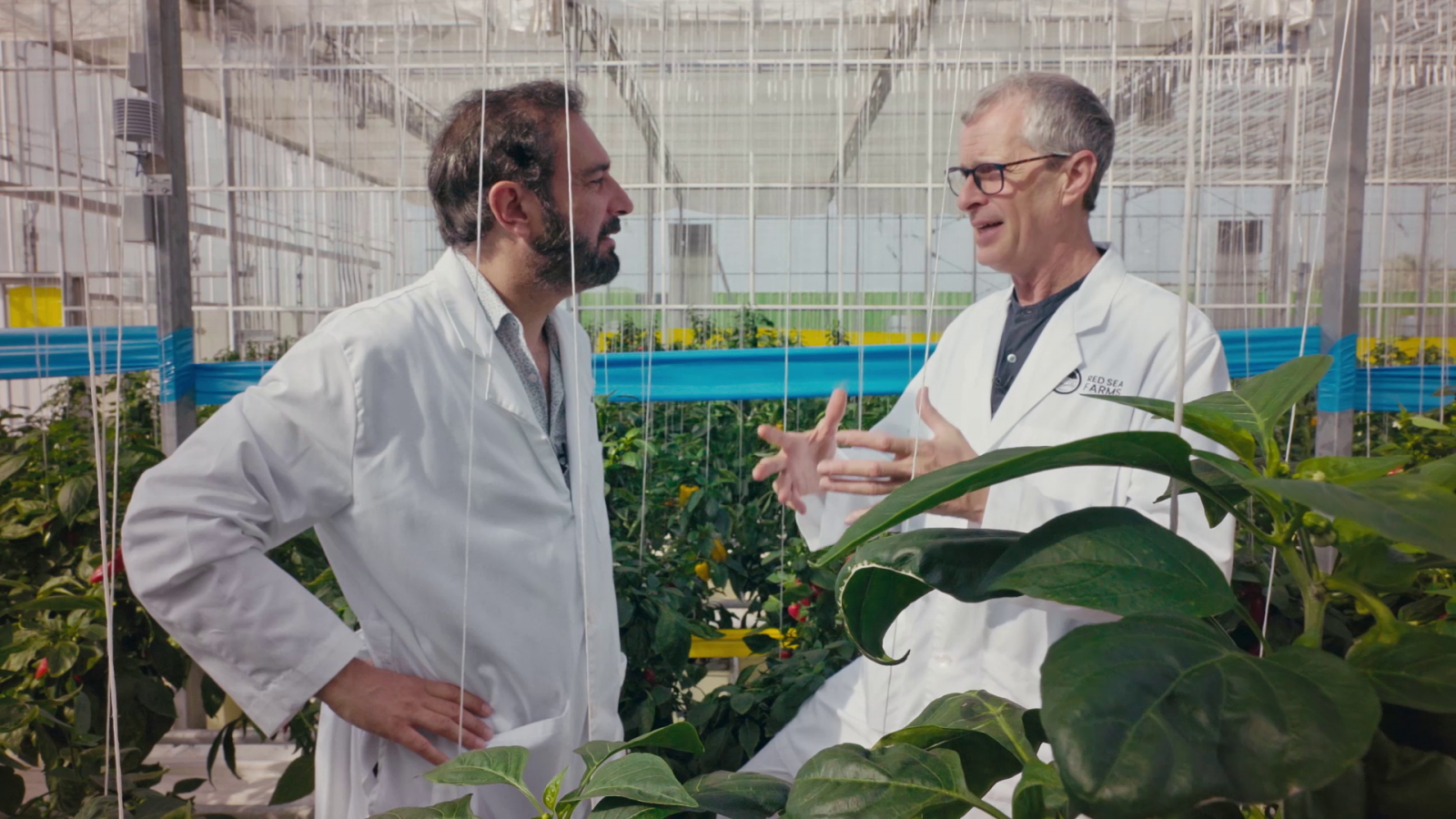 Un botánico quiere regar sus tomates con agua de mar