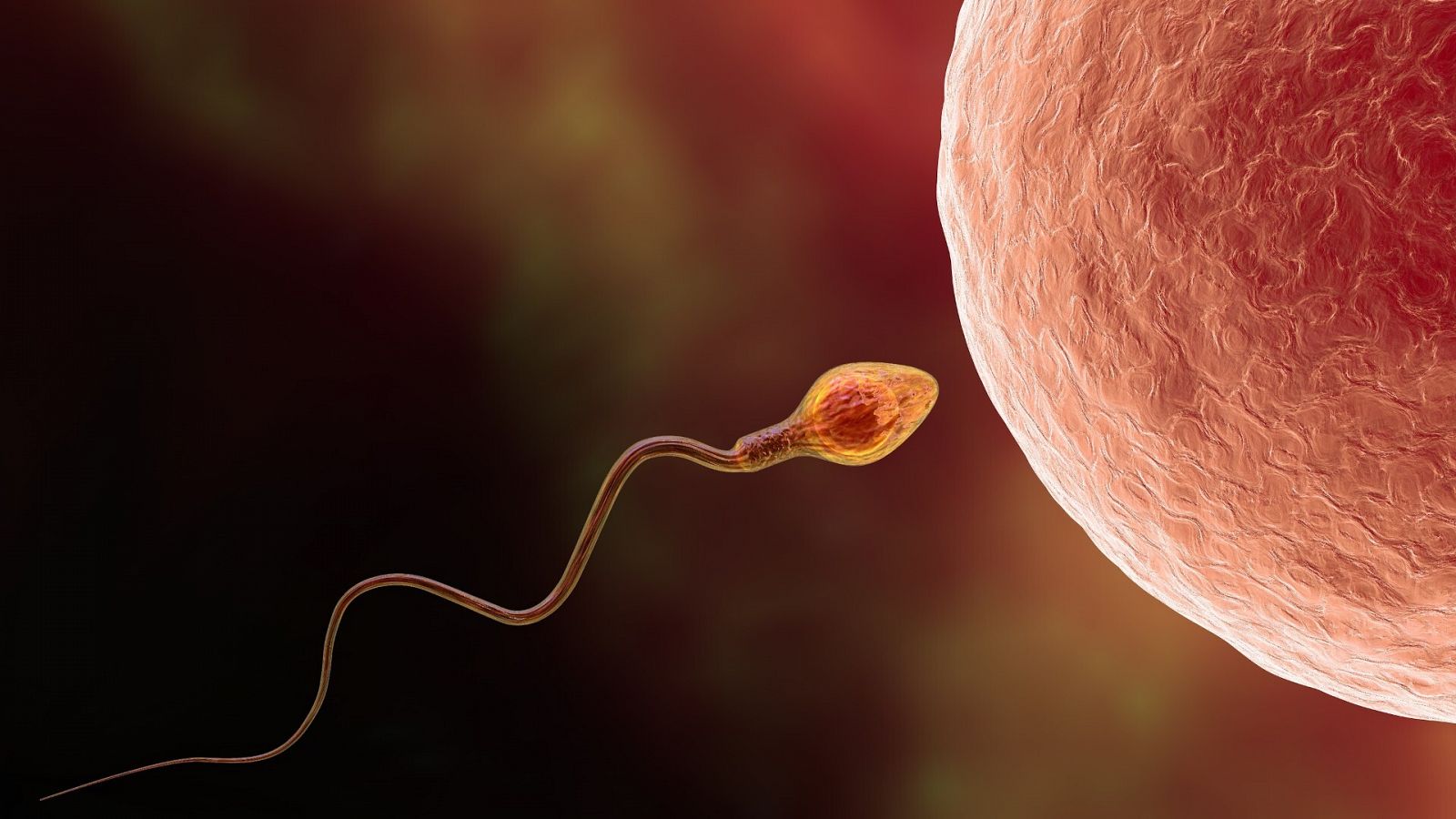Un óvulo humano junto a un espermatozoide, en una ilustración 3D