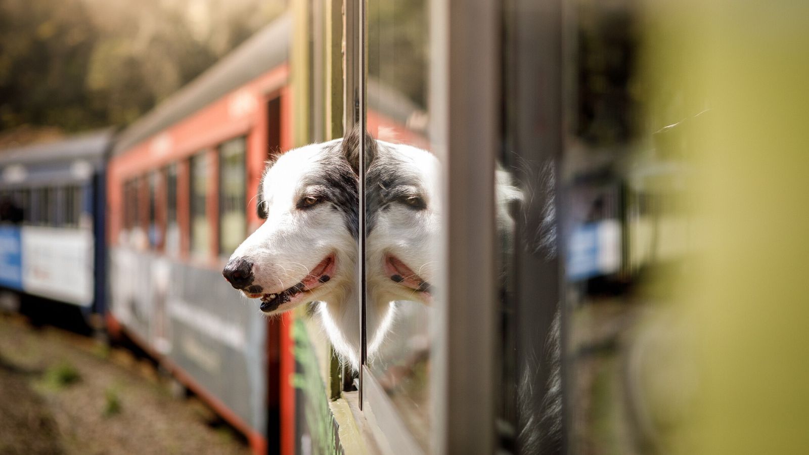 Un perro asoma la cabeza por la ventana de un tren