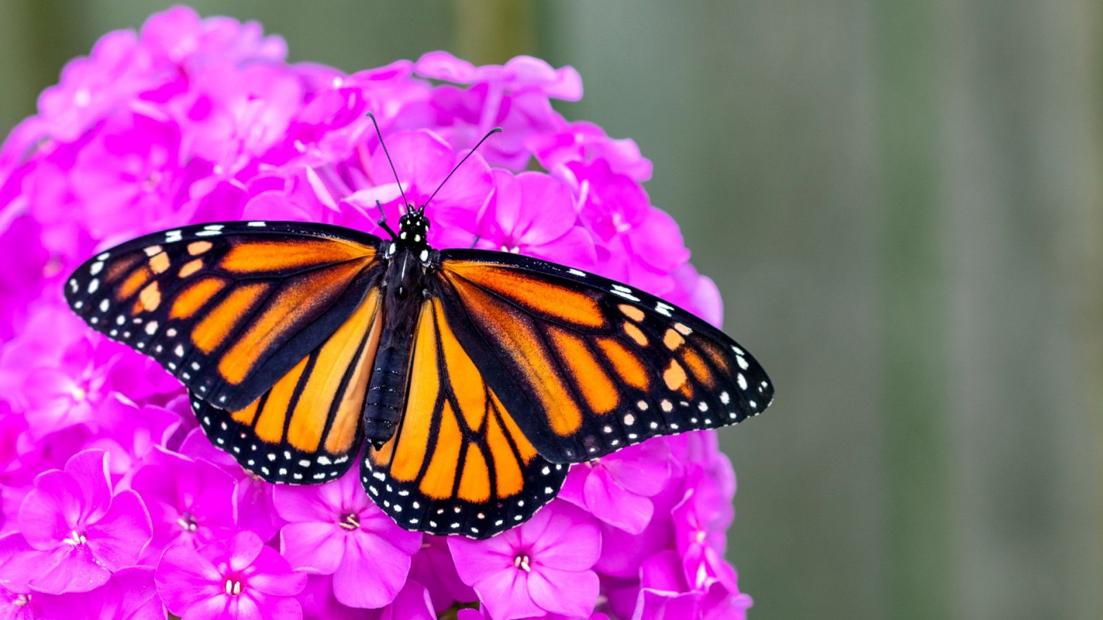 Una mariposa monarca en una imagen de archivo