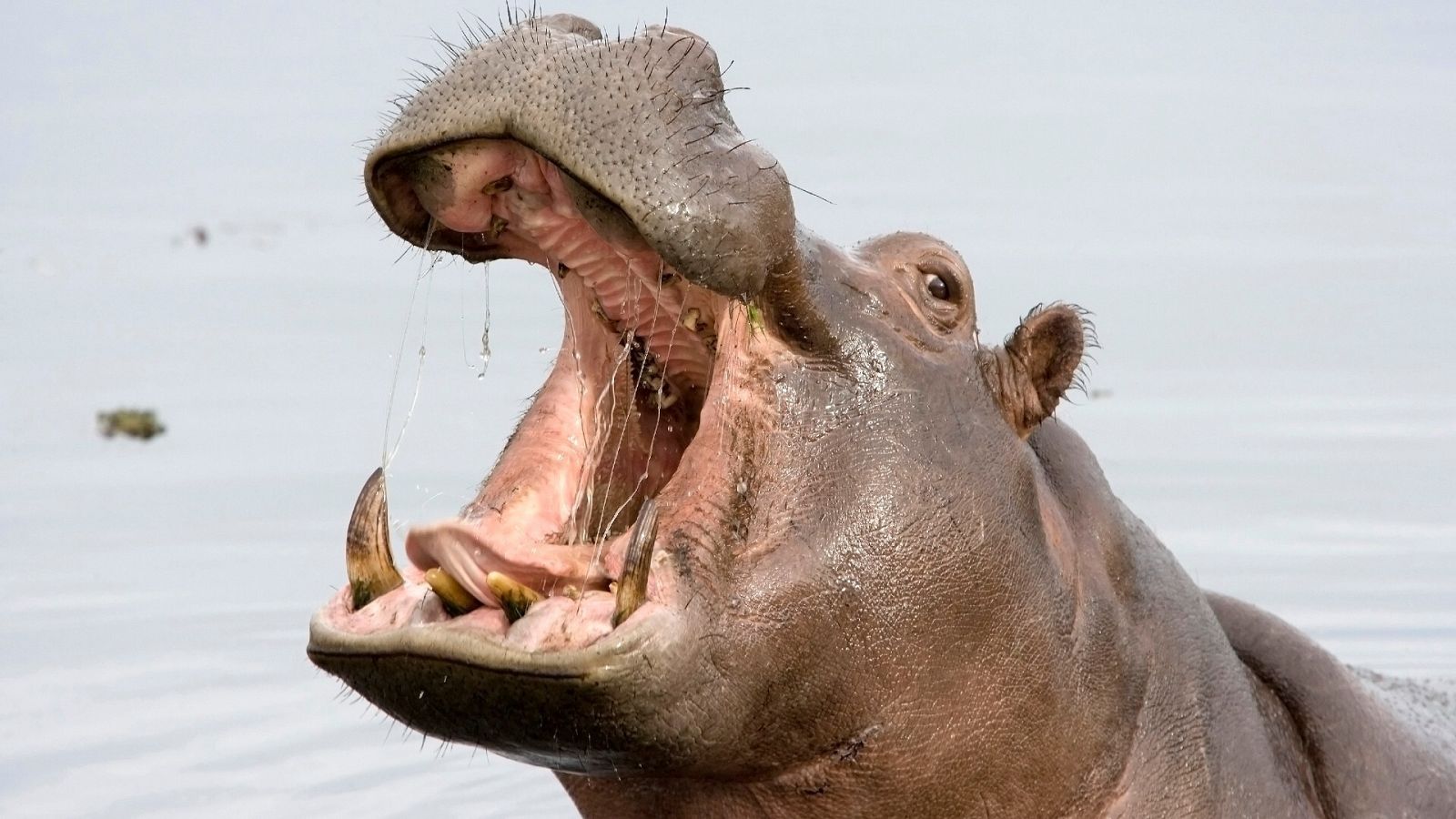 ¿Por qué los hipopótamos bostezan?