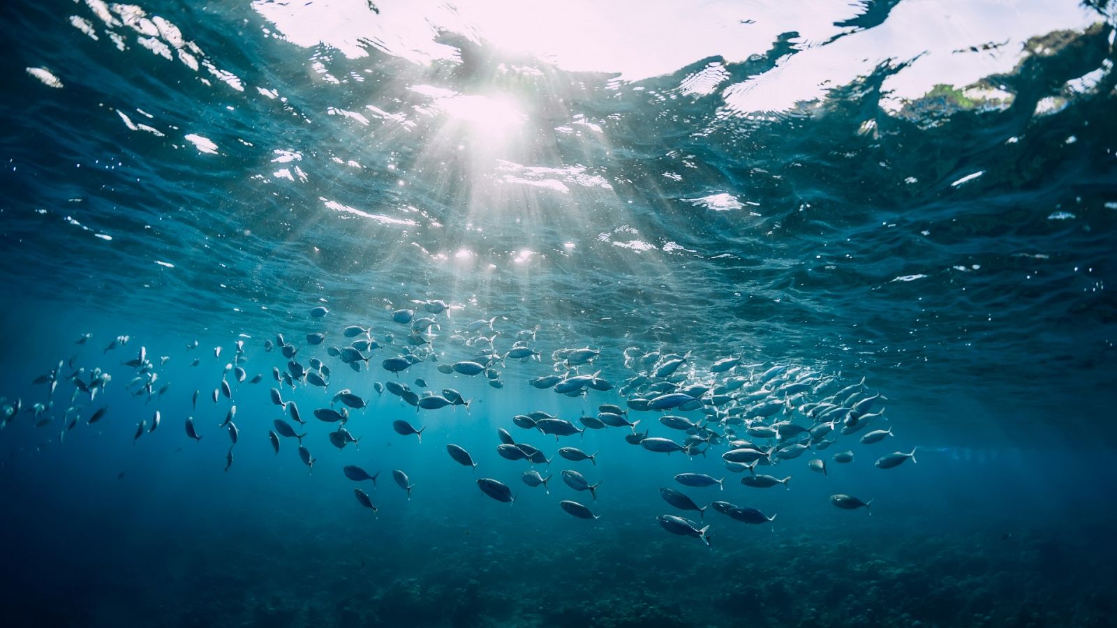 Vista submarina de peces en los océanos