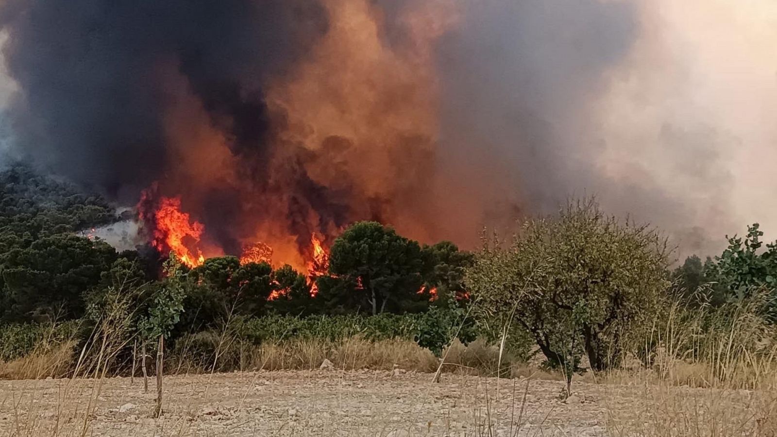 Las llamas queman Sierra Larga en Jumilla, Murcia