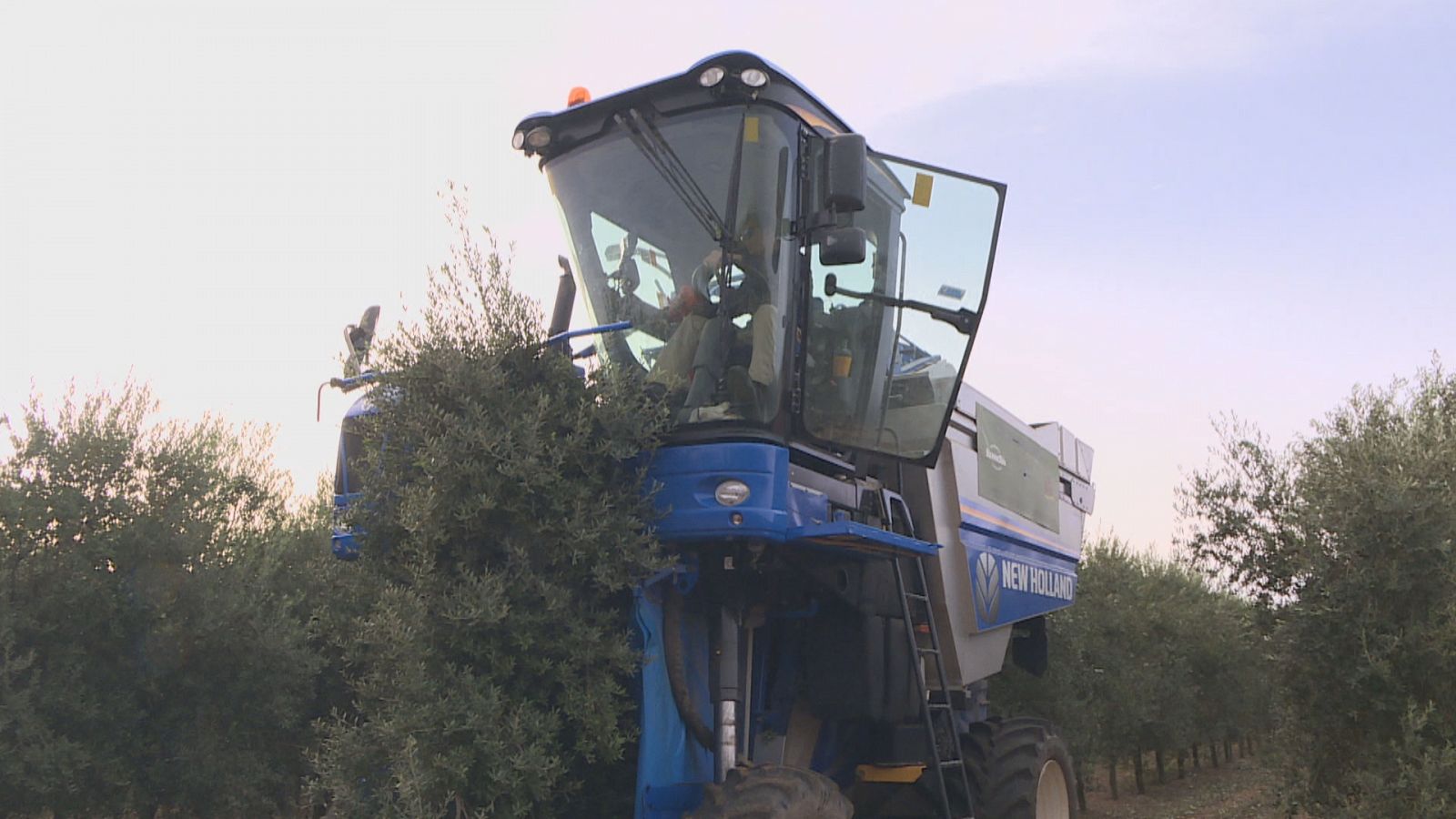 Les màquines collidores fan feina a les totes perquè som a la plena de la campanya de l'oliva a Mallorca