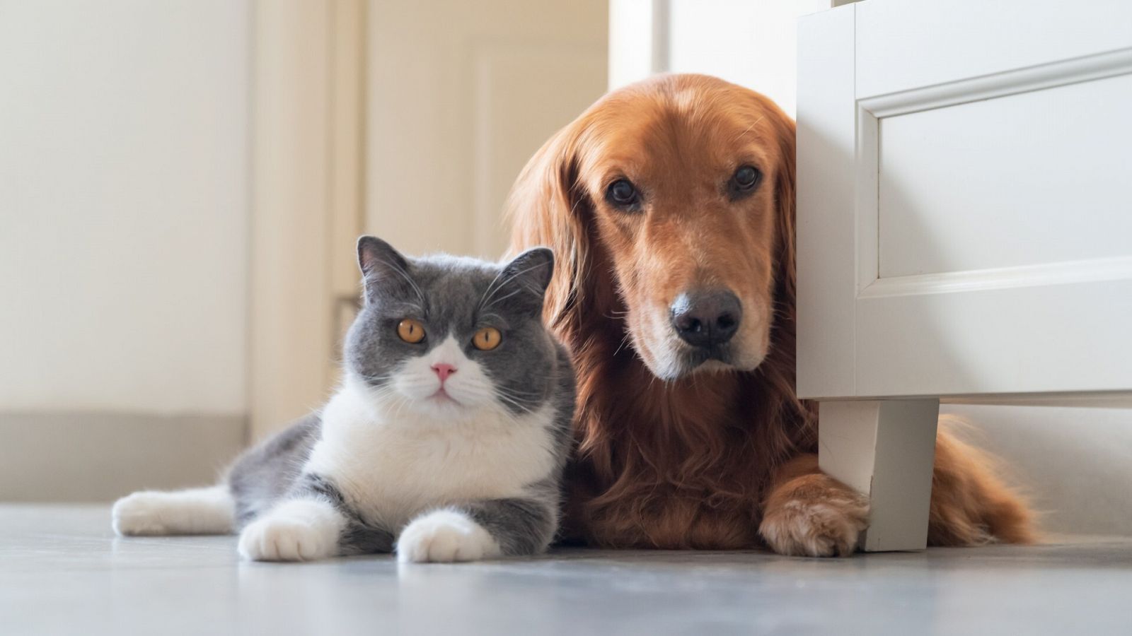 Un perro y un gato en una imagen de archivo