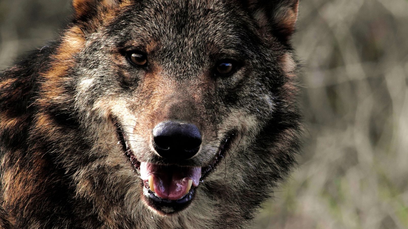 El lobo ibérico: un atleta superdotado