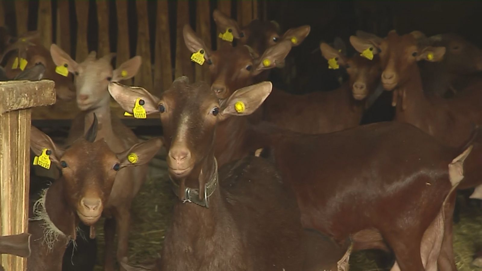 Ovejas confinadas por la viruela ovina en Granada