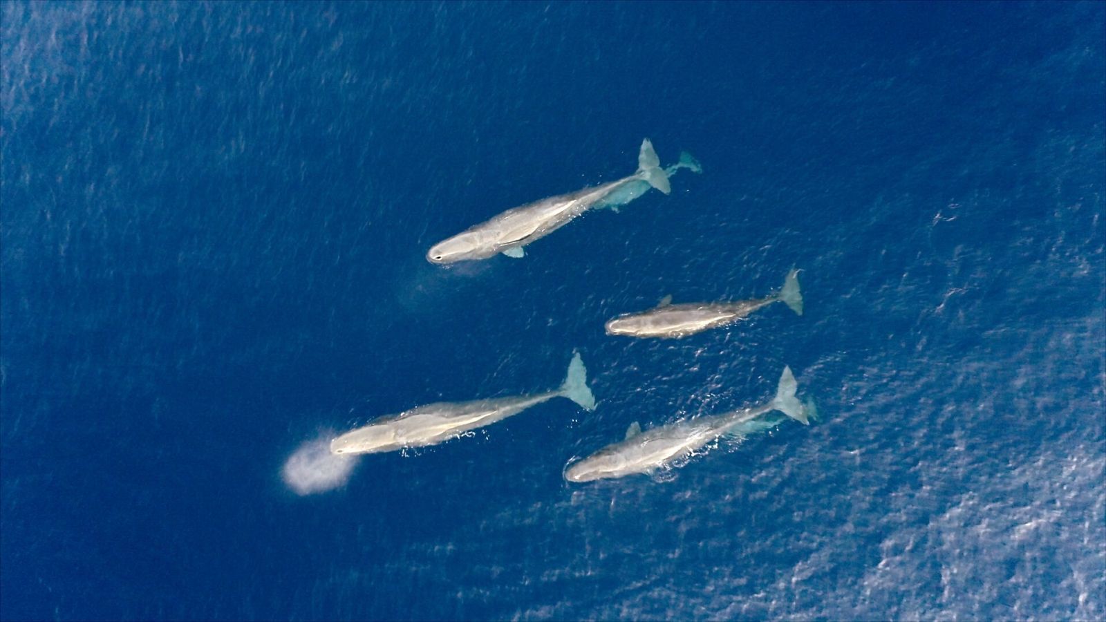 Cetaceos en Mallorca