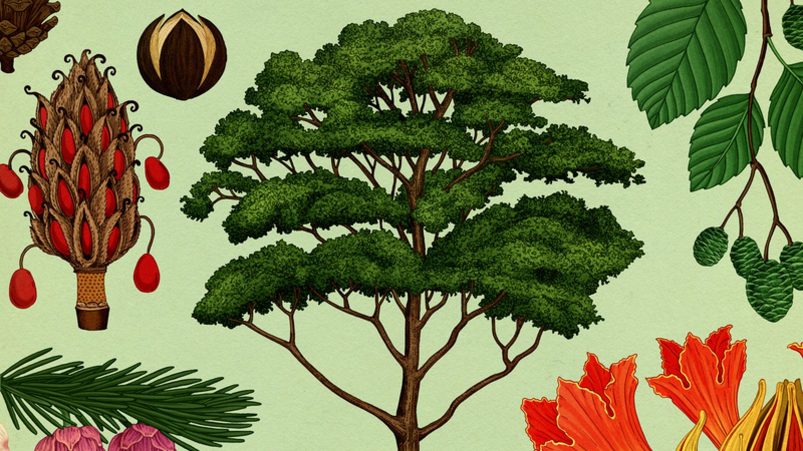 Detalle de la portada de 'Arboretum'