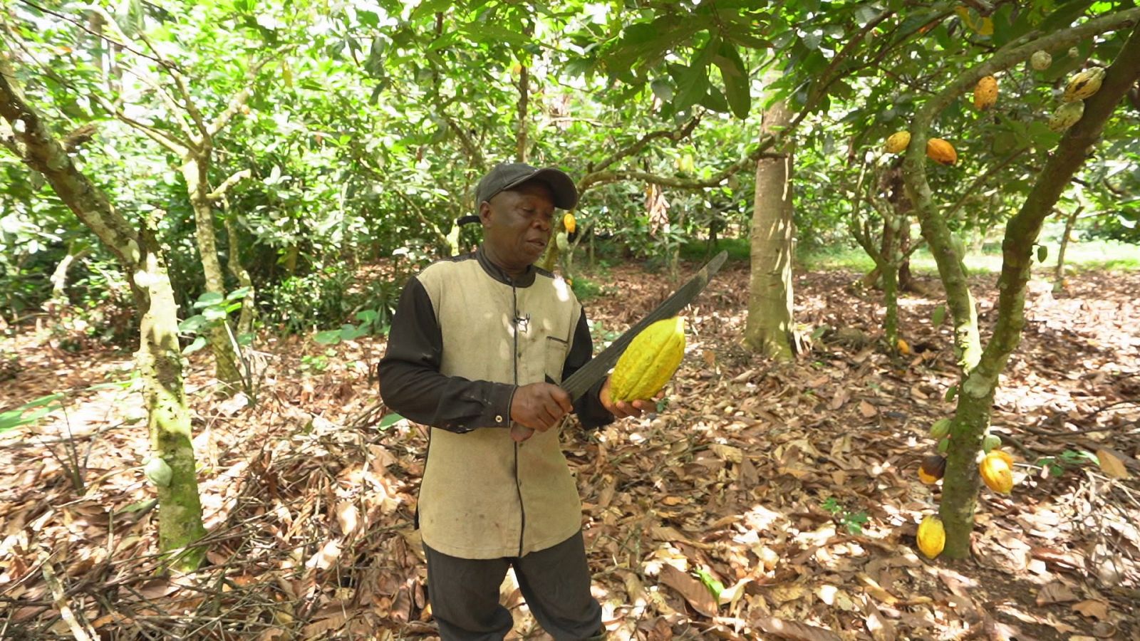 Un campesino ghanés porta un machete y una pieza de cacao en medio de la floresta