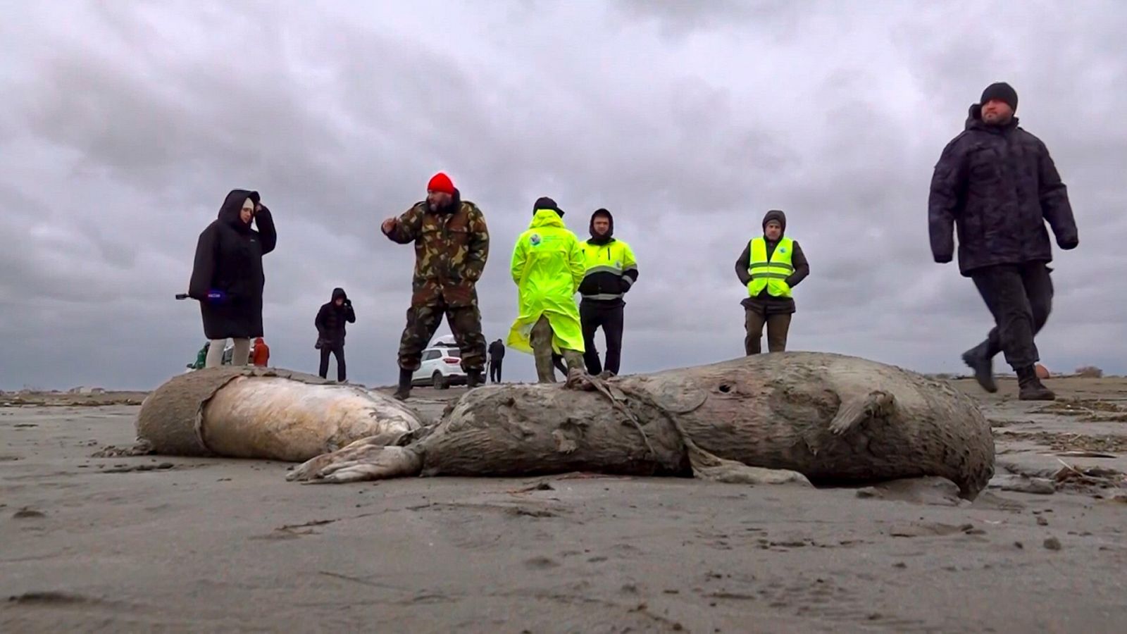 Una imagen de varias de las focas halladas muertas en las costas del mar Caspio.