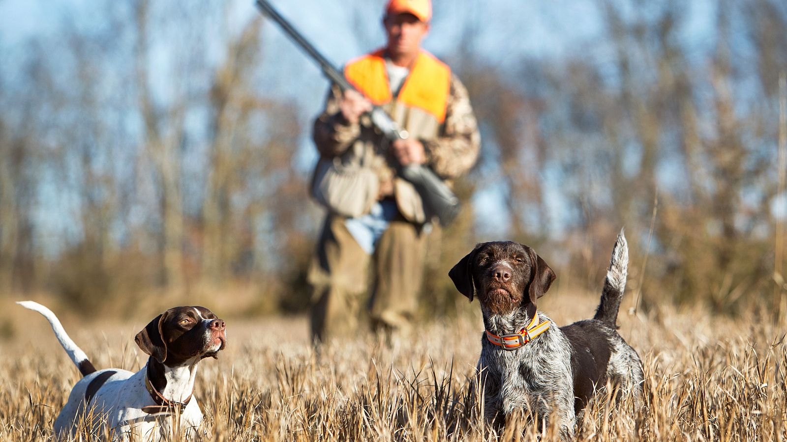 Los perros de caza han sido el centro de la polémica en la futura Ley de Bienestar Animal.