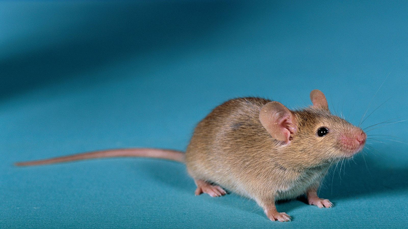 Un ratón en una imagen de archivo