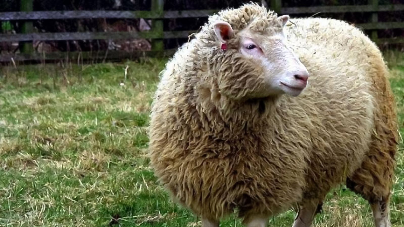 20 años sin la oveja Dolly