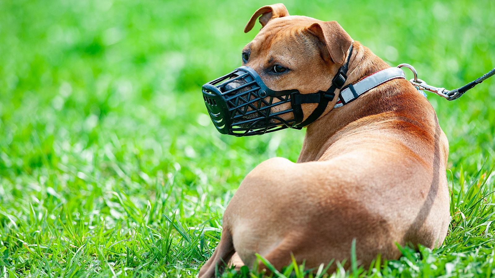 La normativa española a nivel nacional reconoce ocho razas de perros potencialmente peligrosos.