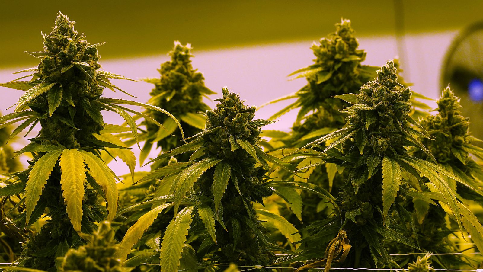Plantas de cannabis creciendo en un invernadero