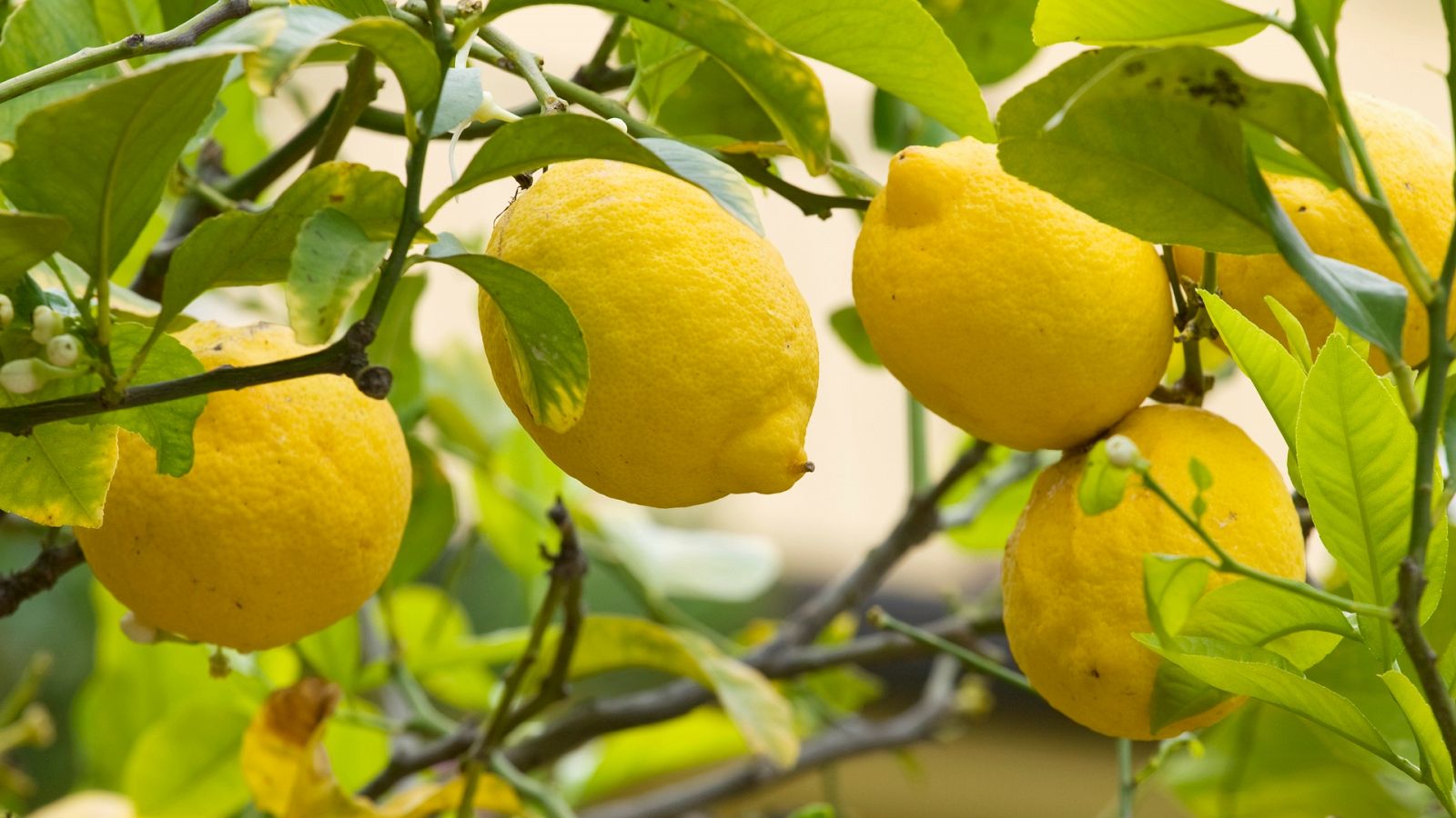 El Limón: Curiosidades y múltiples usos de esta fruta