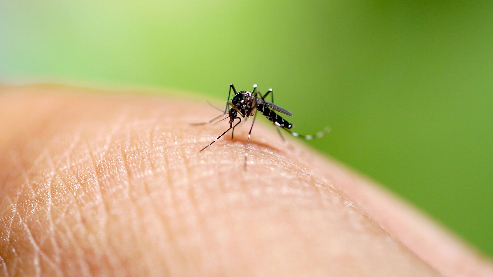 Uno de los vectores potenciales del dengue es el mosquito tigre, cuyo nombre científico es Aedes albopictus.