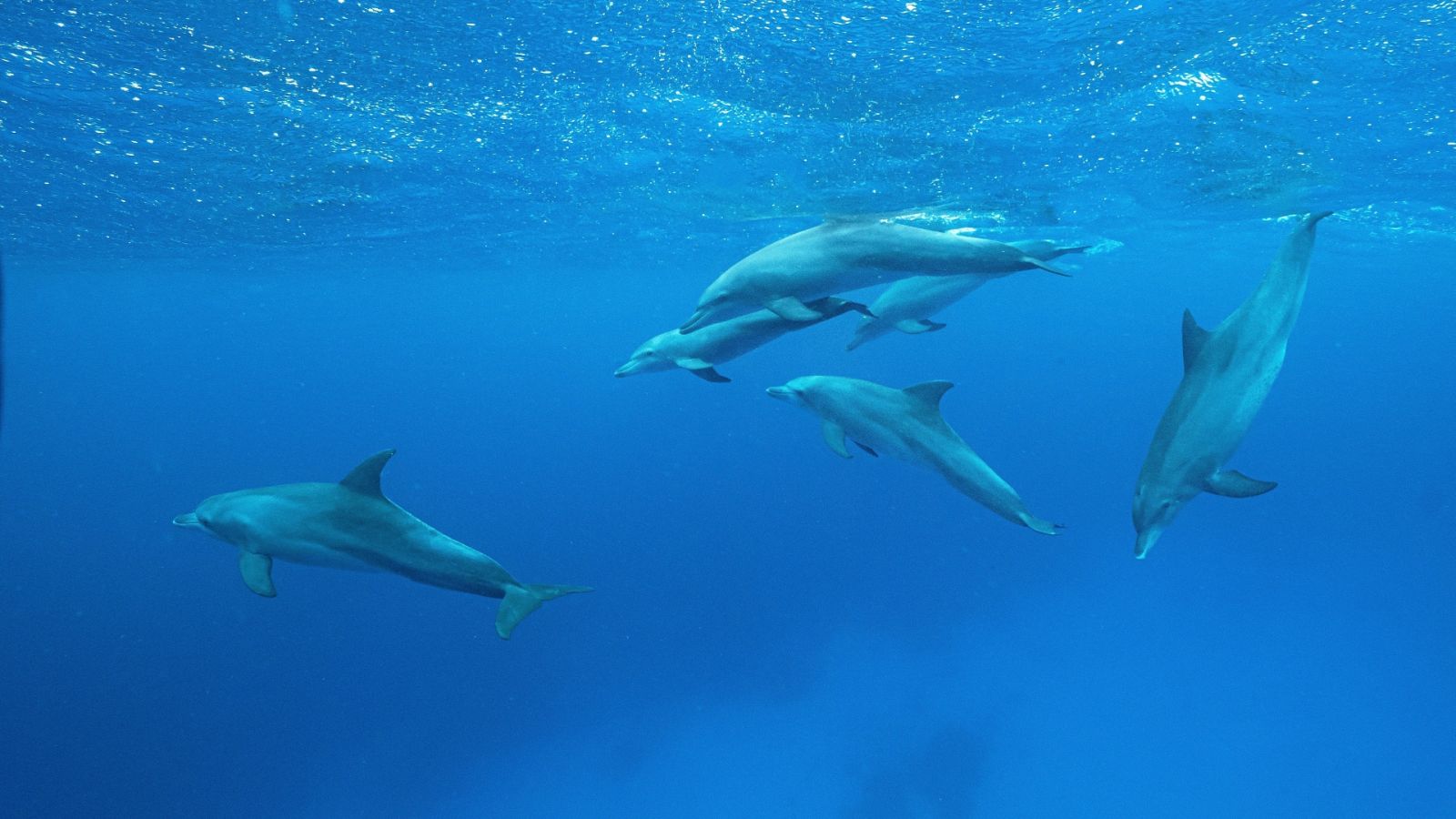 Delfines nadando en el océano Índico
