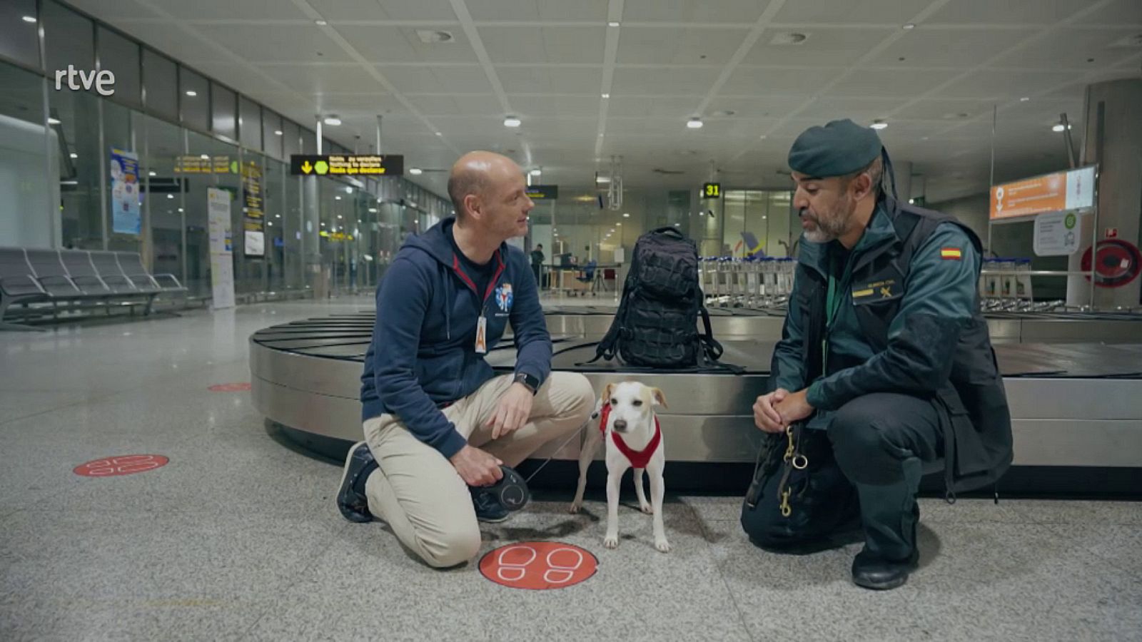 Pipper, el perro viajero, visita Málaga