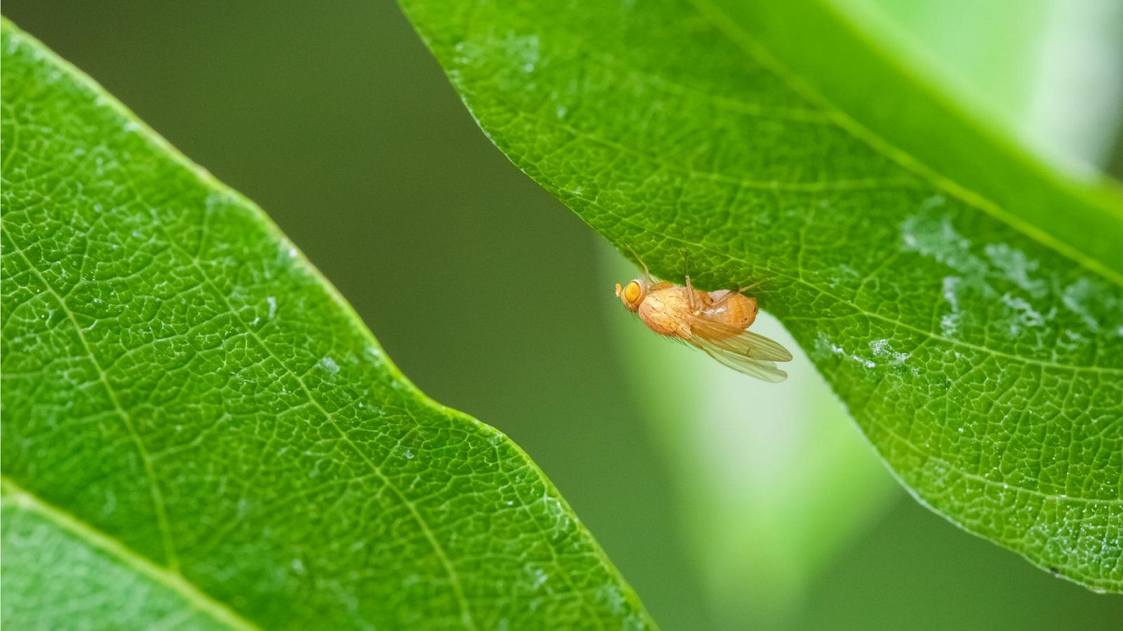 Imagen de una mosca del vinagre, "Drosophila melanogaster".