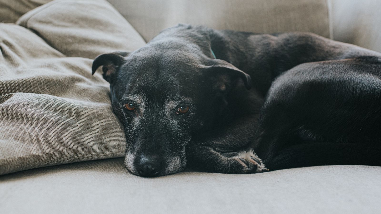 Eutanasia en mascotas, ¿cómo afrontarla?: un perro anciano descansa en el sofá