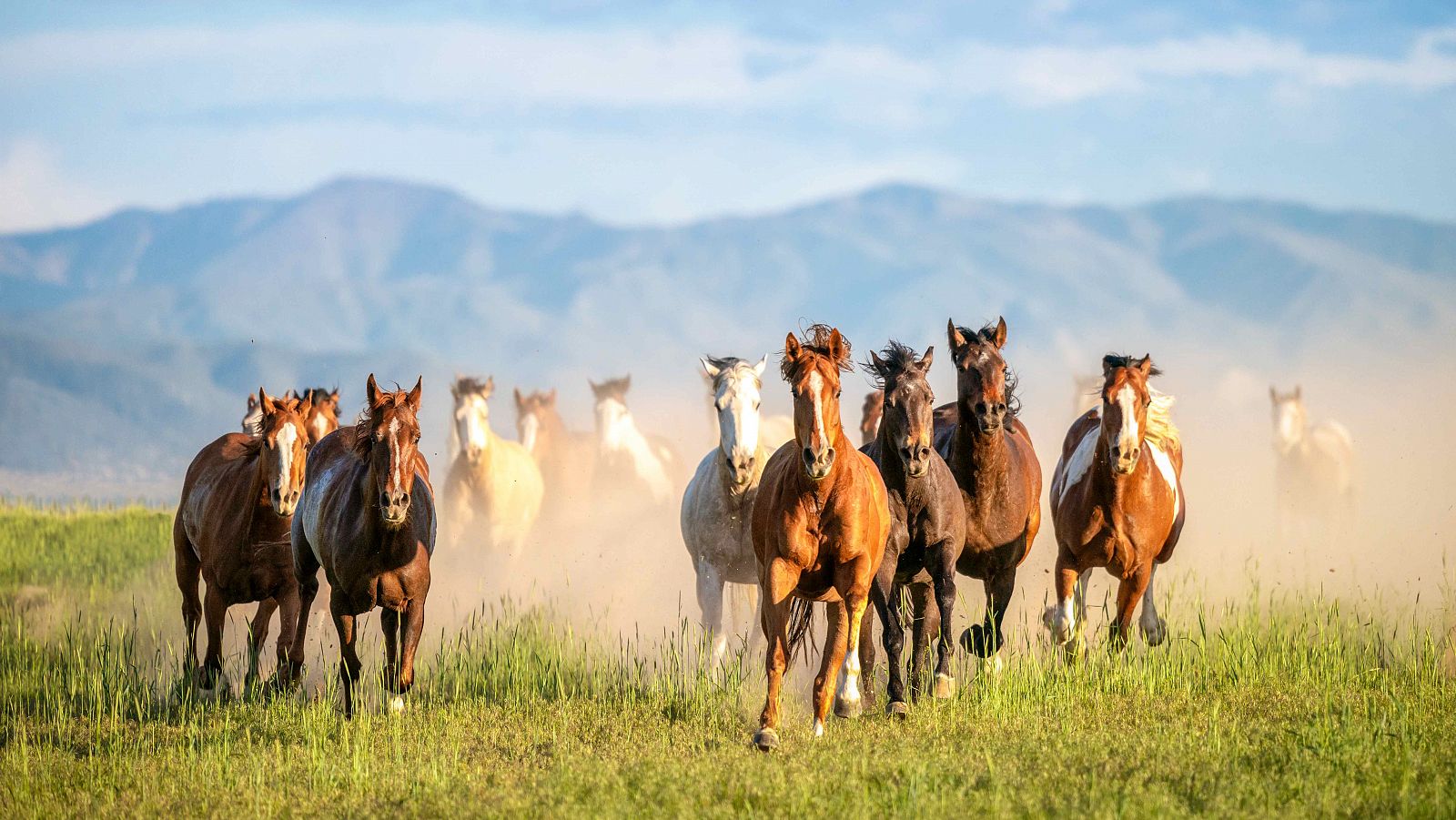 Los pueblos nativos de Norteamérica han guardado un vínculo muy estrecho con los caballos durante siglos.