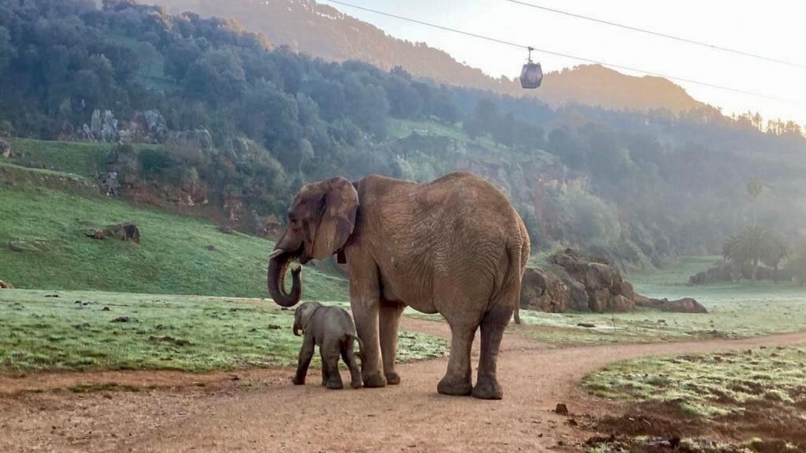 La nueva cría de elefante africano en Cabárceno junto a su madre