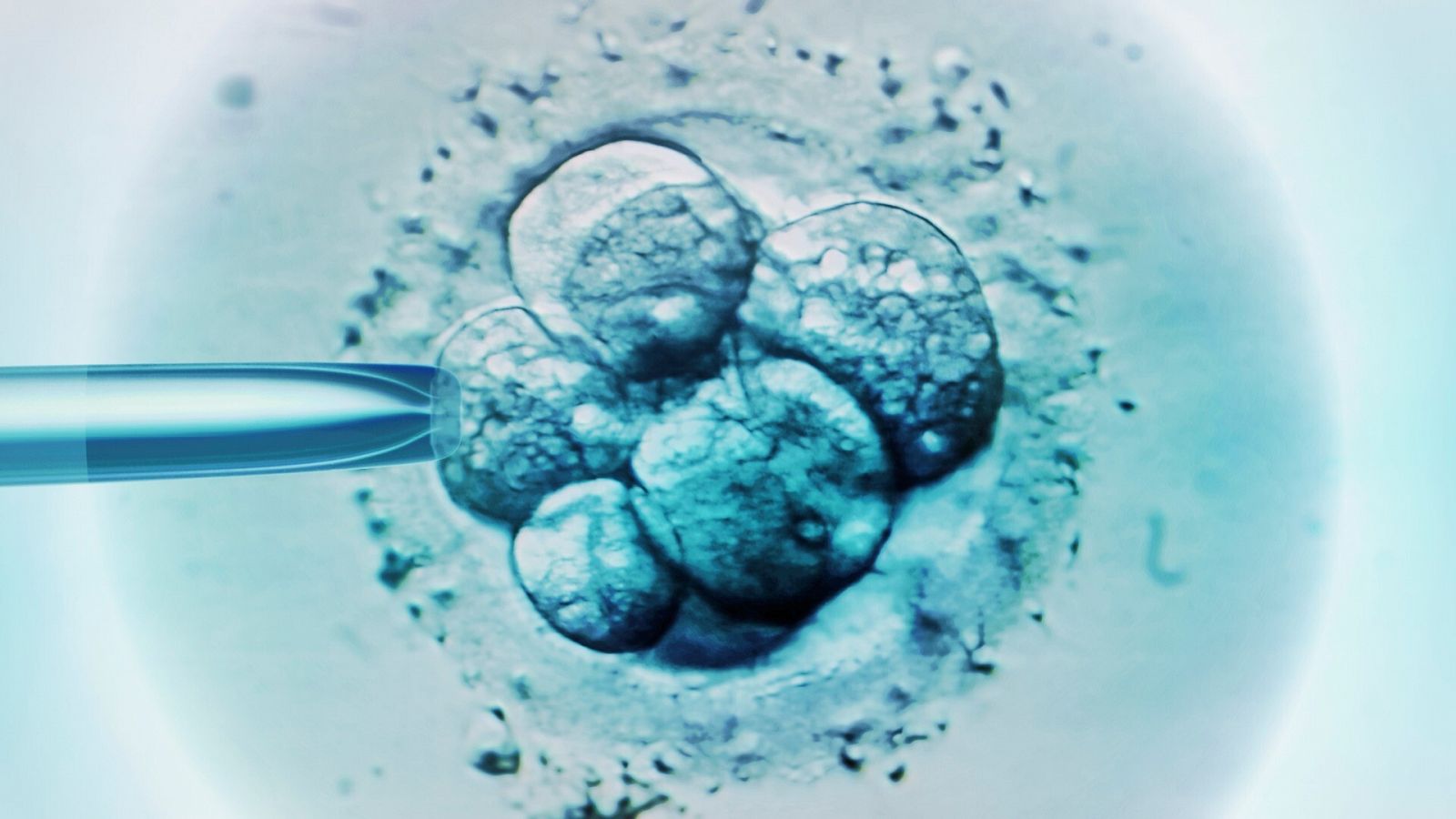 Imagen de archivo de embriones en un microscopio