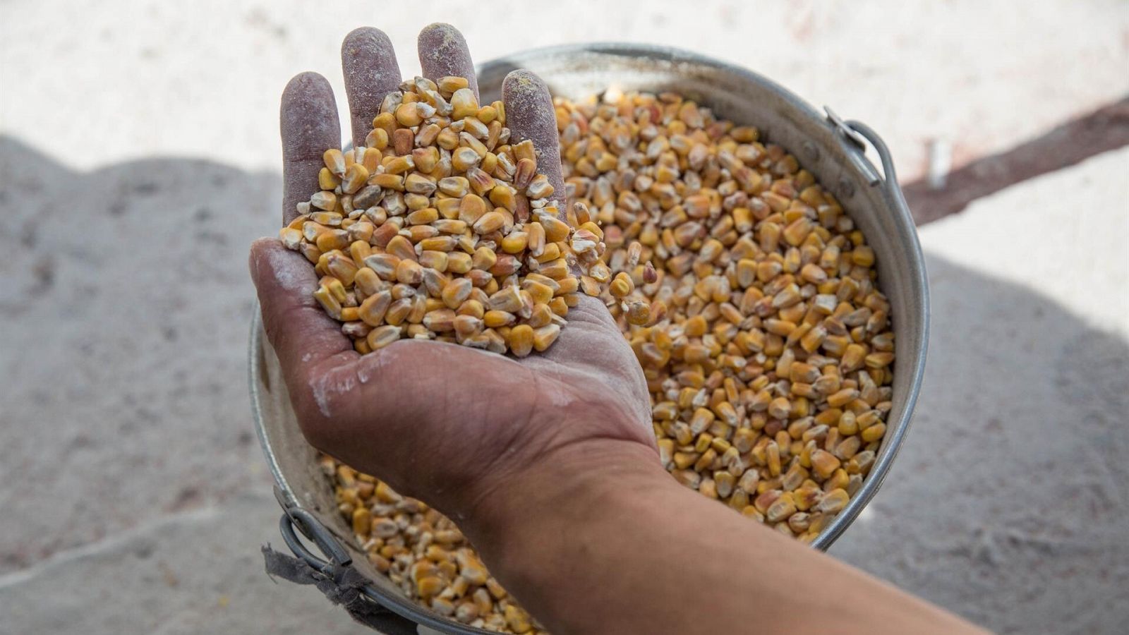 La acumulación de cereales ucranianos está generando malestar en los agricultores polacos
