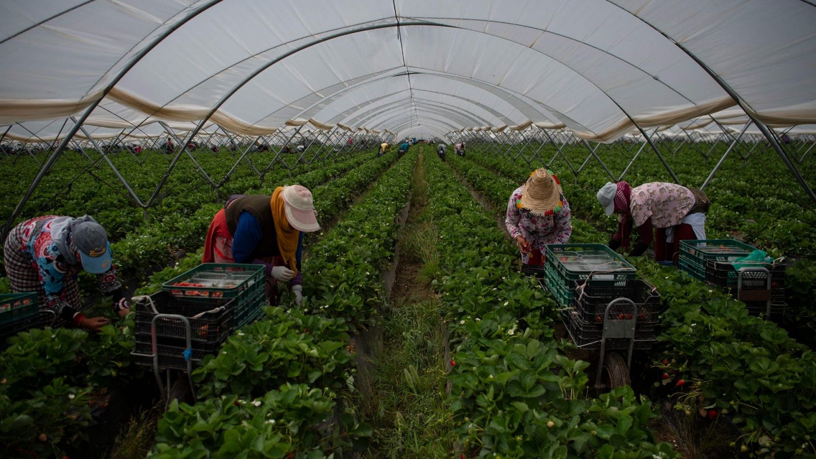 Recolectoras de fresas trabajan en un invernadero de Ayamonte, Huelva