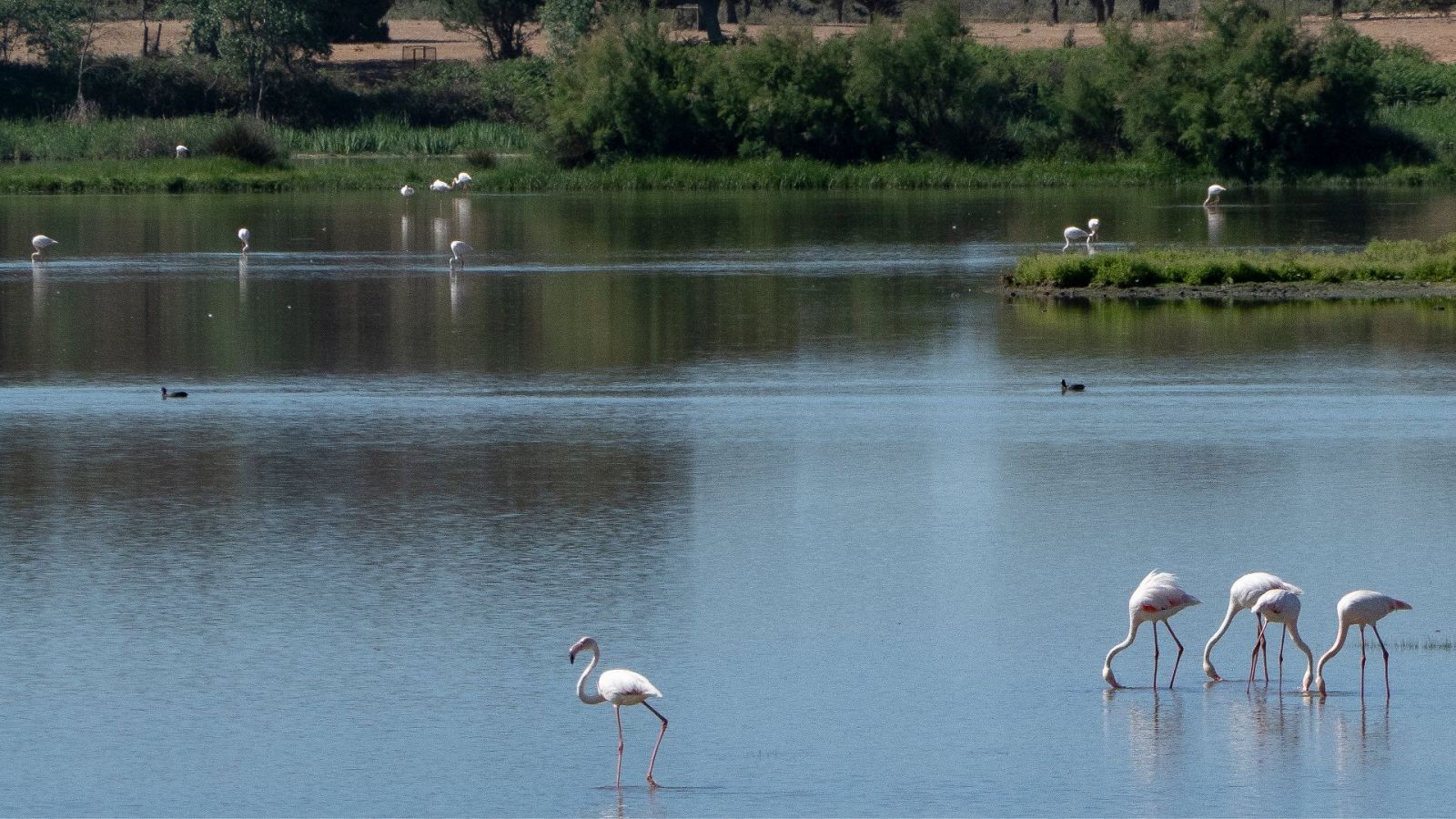 lamencos y otras especies diferentes de aves que viven en el entorno del Parque Nacional de Doñana