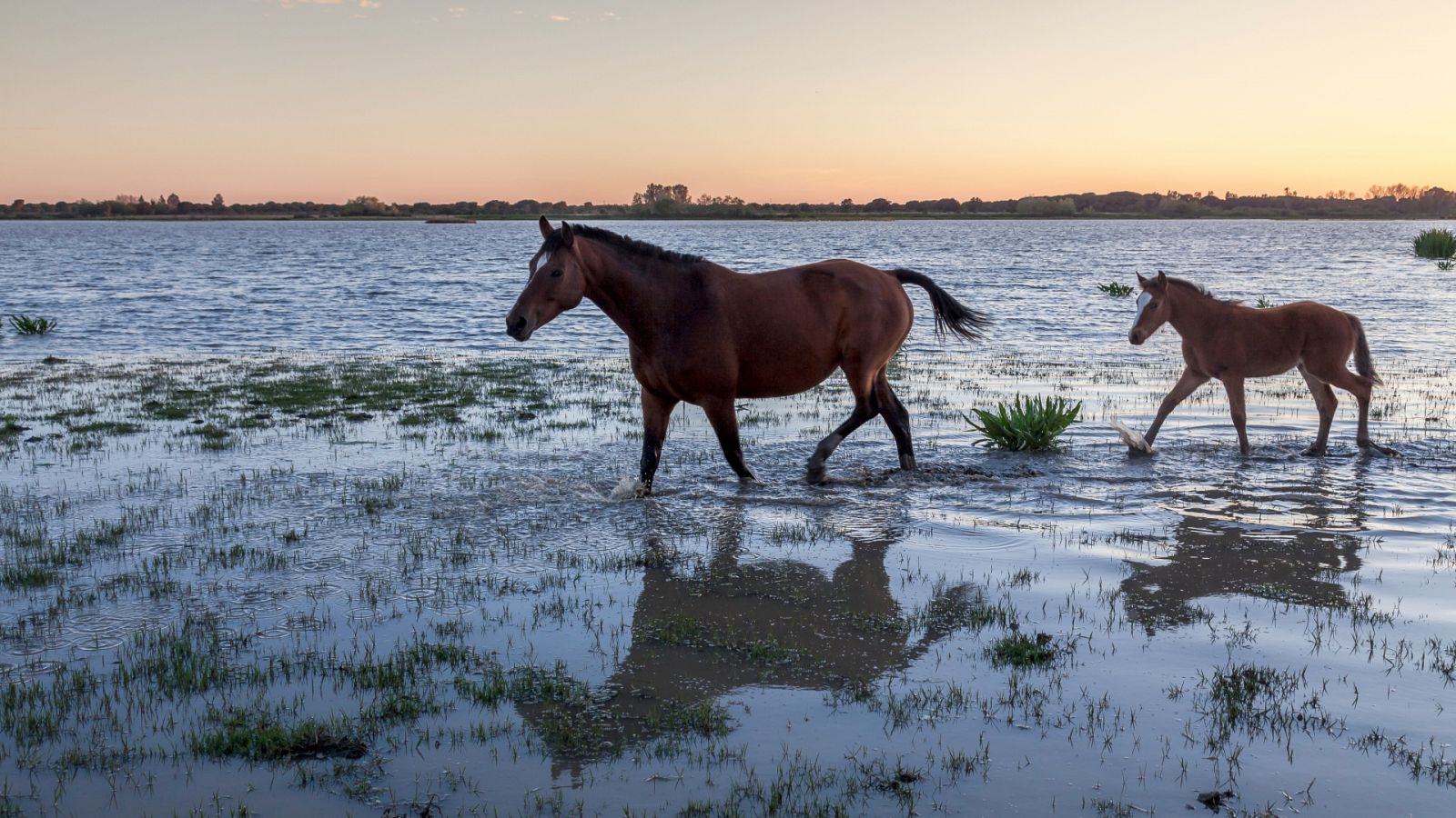 Dos caballos corriendo por las lagunas de Doñana, imagen de archivo.