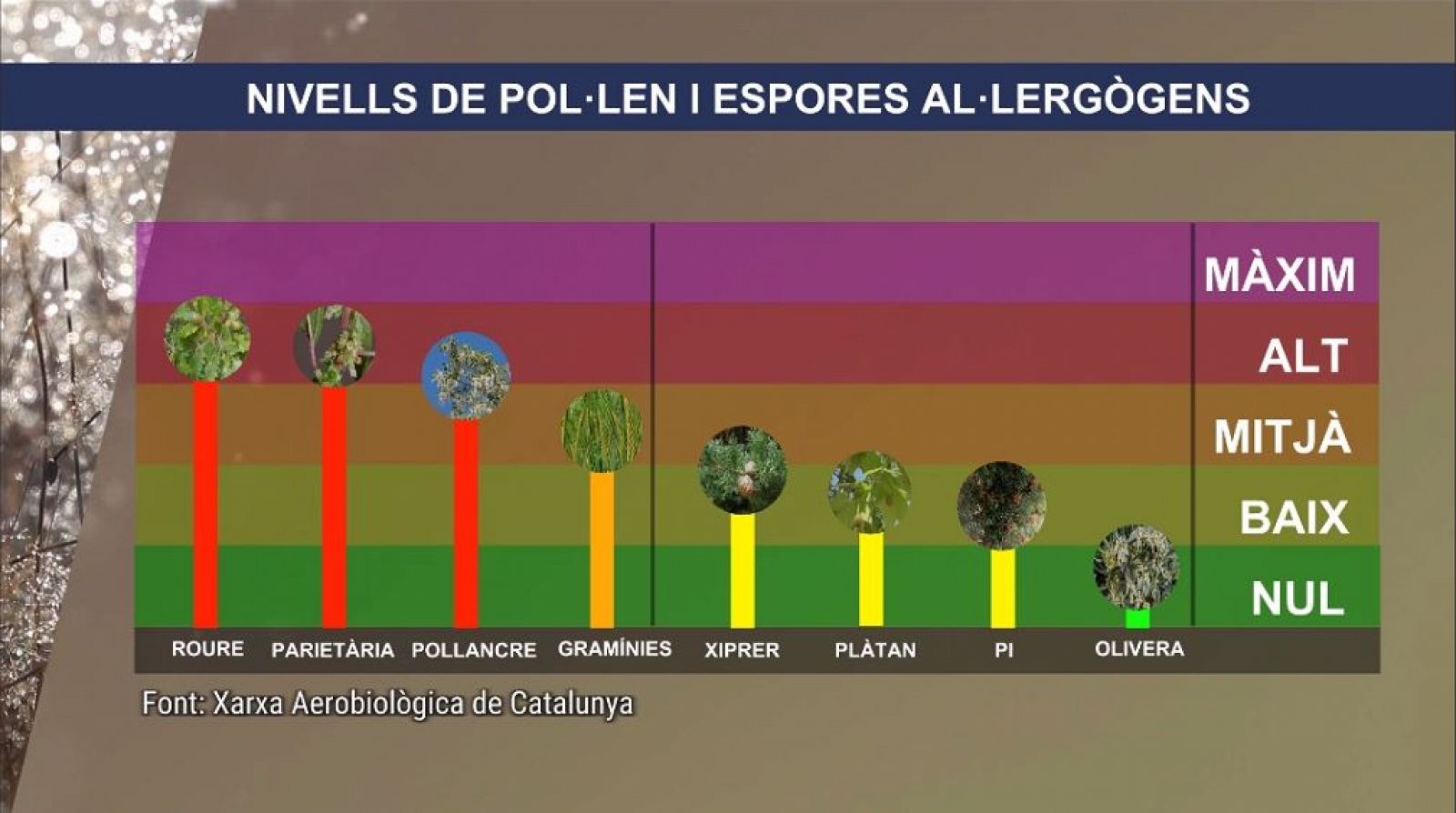 Nivells de pol·len de mitjana a Catalunya durant la setmana del 8 al 14 de maig