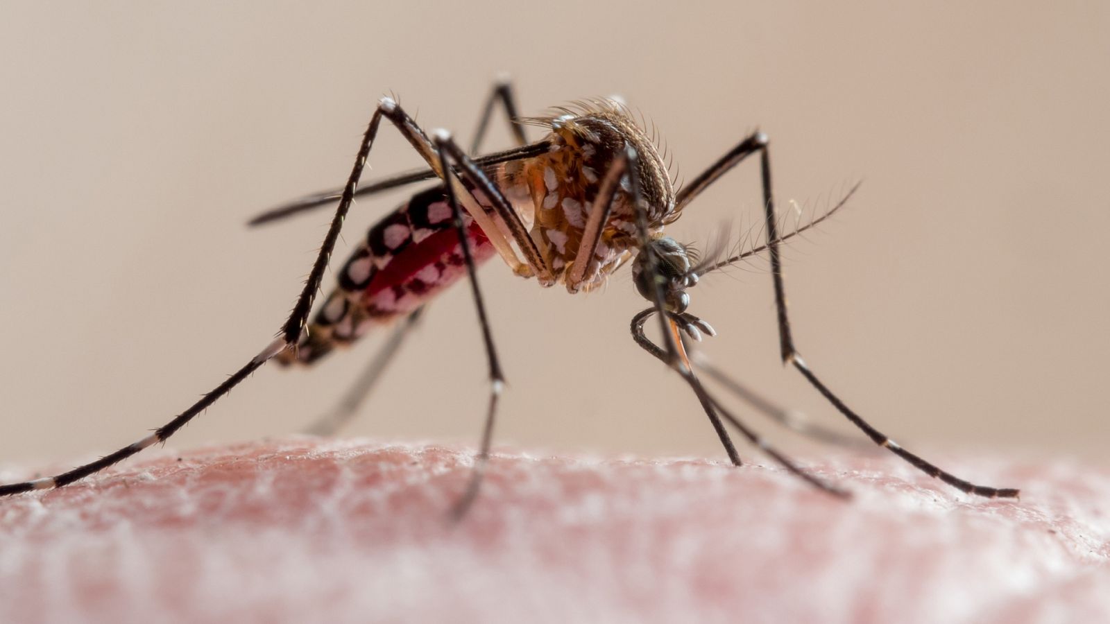 Lo que no sabías de los mosquitos, el animal más letal