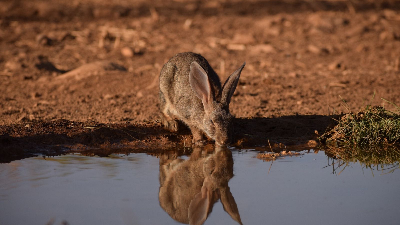 La sequía afecta a muchas especies de fauna silvestre en España, como los conejos