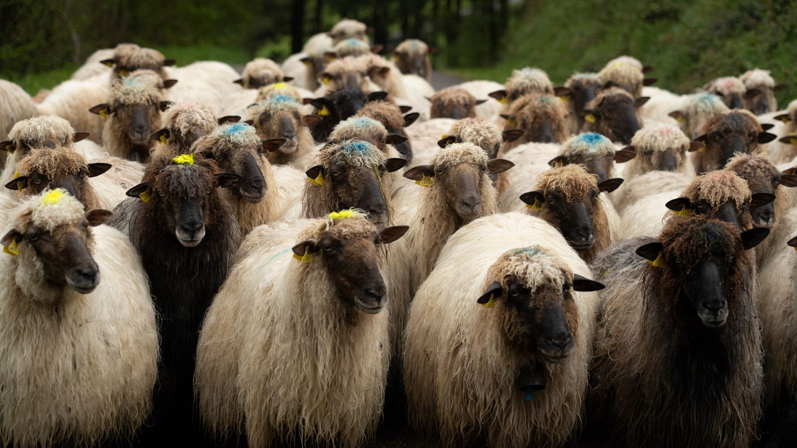 El Monte Gorbeia, ubicado en el País Vasco, es una zona donde se crían ovejas Lacha con cuya leche se produce el queso Idiazabal