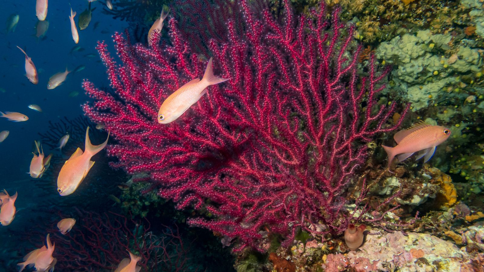 Día Mundial de los Océanos | Corales rojos en el Mediterráneo