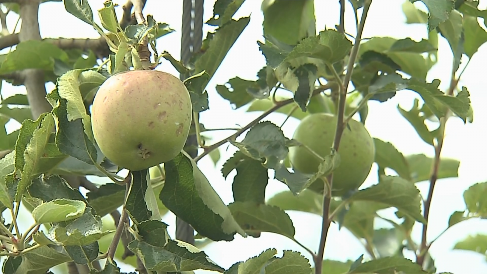 La pedra ha provocat danys de fins al 85% en plantacions de poma i pera d'Alguaire