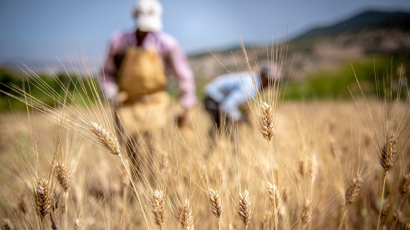 Agricultores cosechando a mano en un campo de trigo marroquí