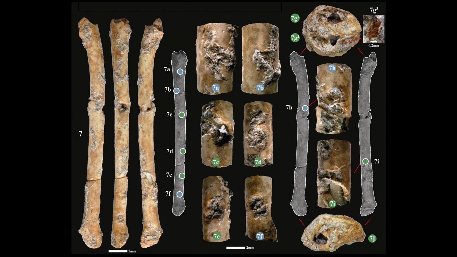 Aerófonos de hueso encontrados en el yacimiento natufiano de Eynan.