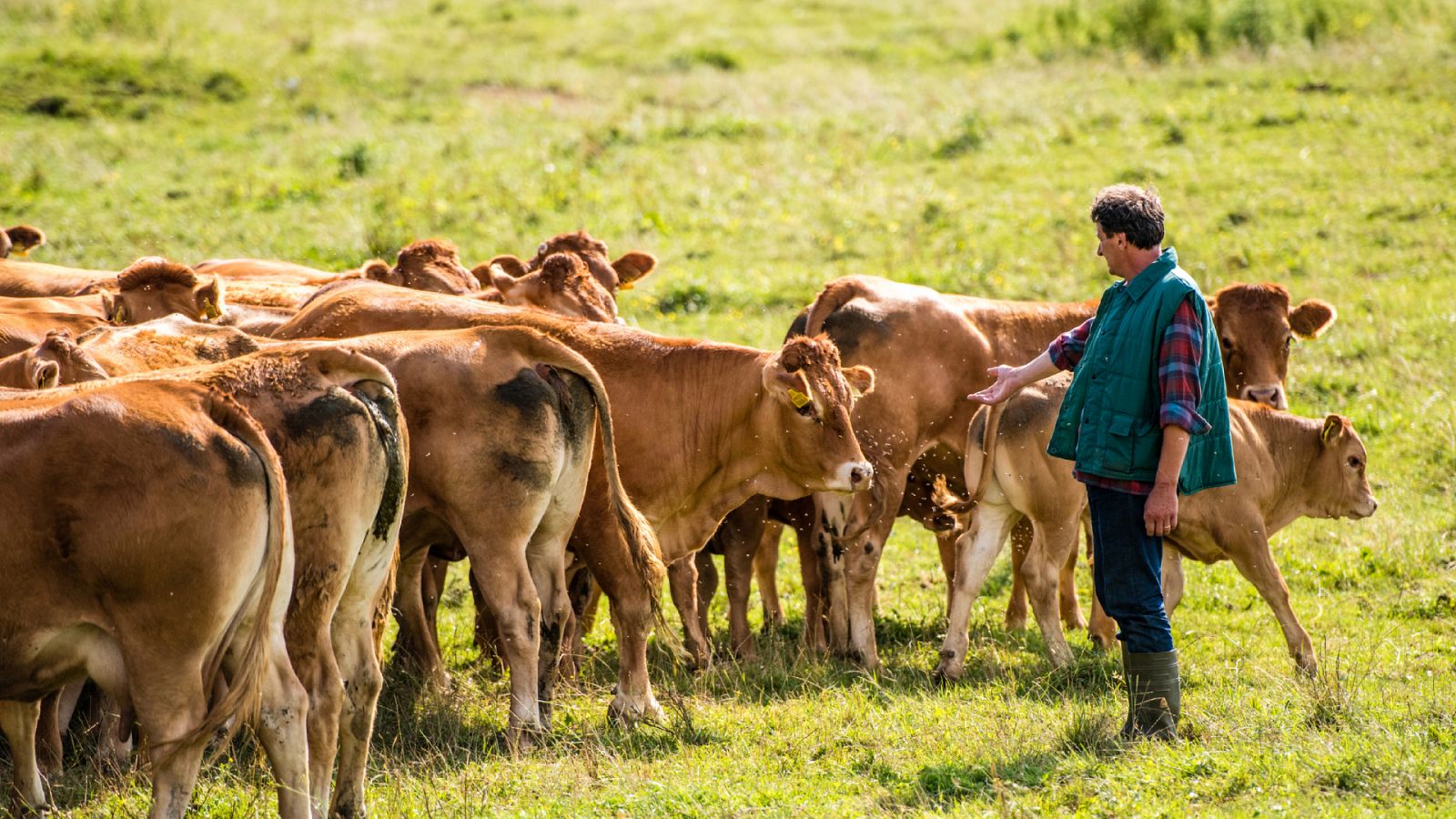Un pastor en el campo junto a su rebaño de vacas