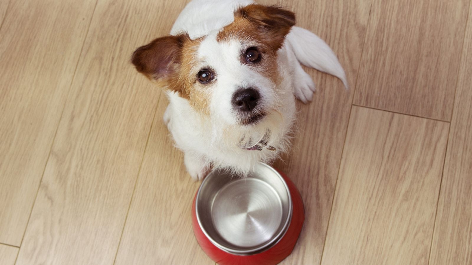 Ahora o Nunca | Cuida la alimentación de tu perro